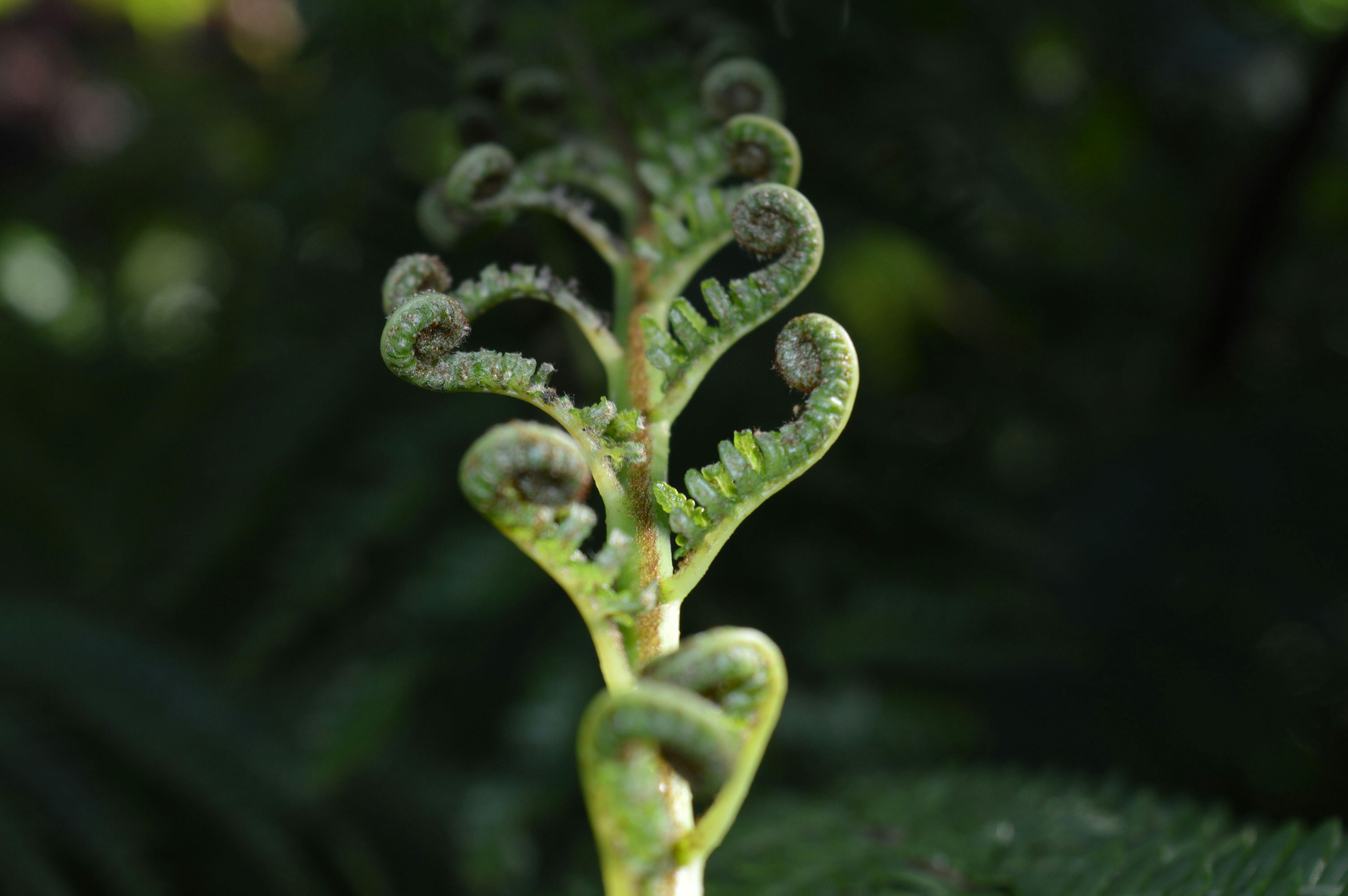 photo d'une plante type fougère